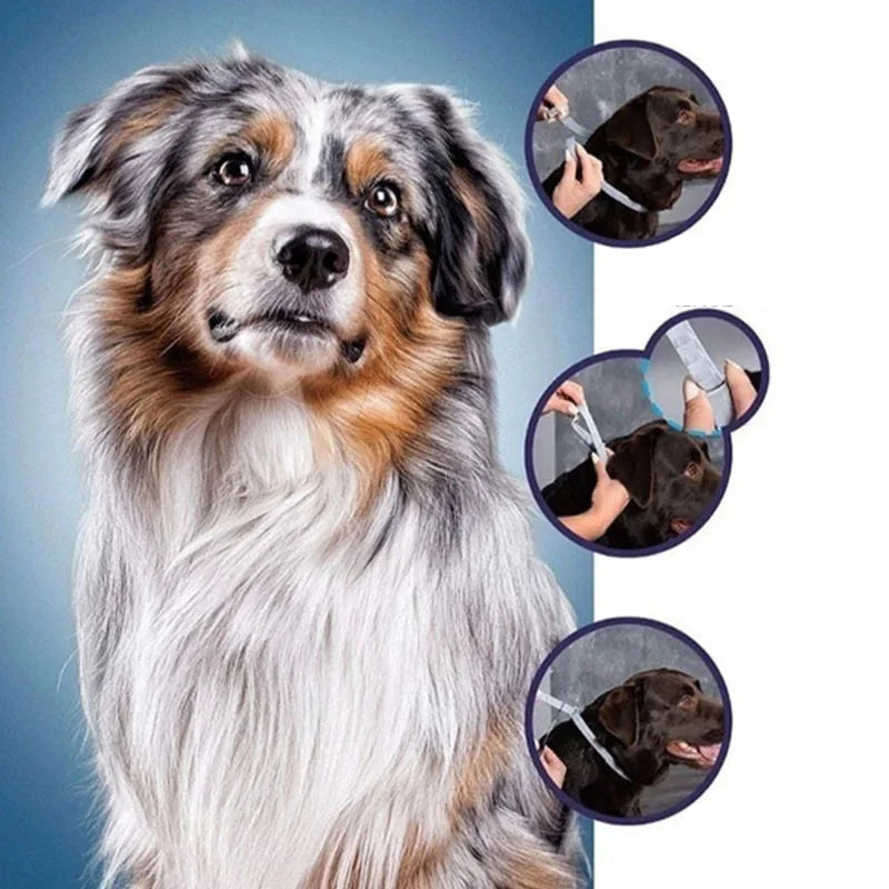 קולר נגד פרעושים ופשפשים